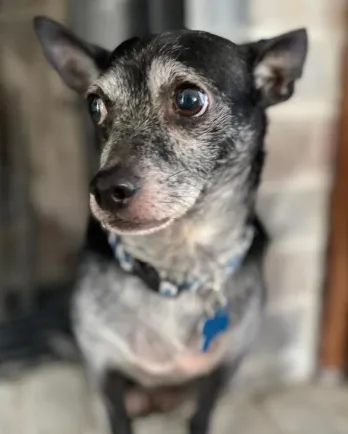 small black dog with grey face