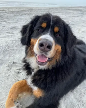 black, white and brown dog on the sand