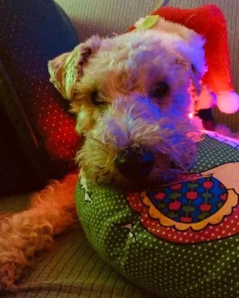 white dog on bird pillow