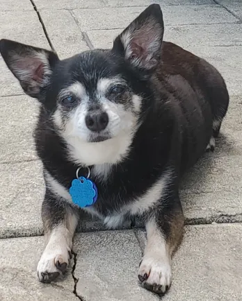 black dog with white face