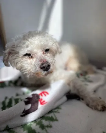 white dog laying on blanket