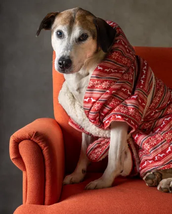 dog in red chair