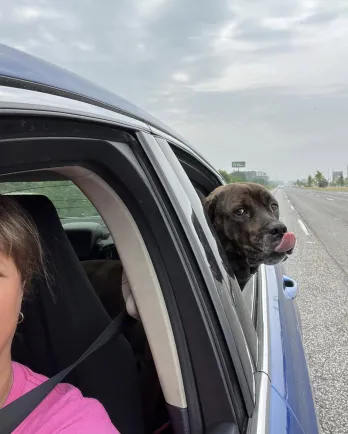 cane corso out of car window