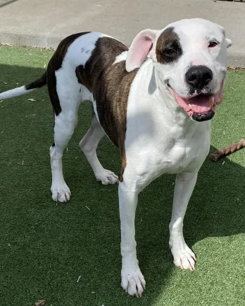 white dog with brown spots