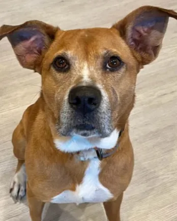 brown dog with floppy ears