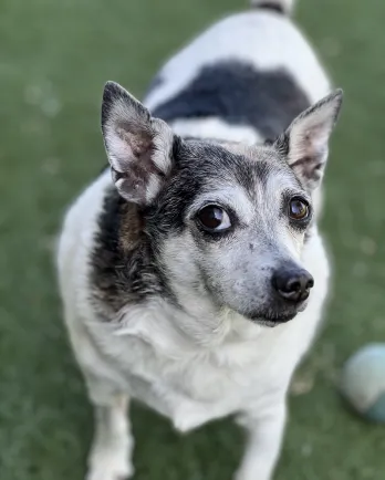 portly black and white dog