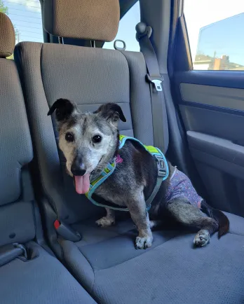 grey and black dog in car