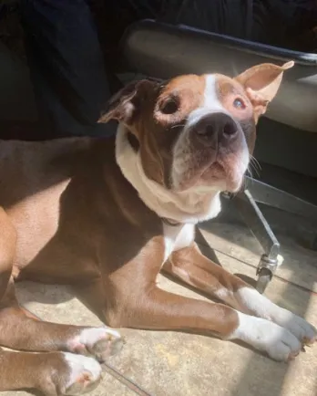 brown and white pittie