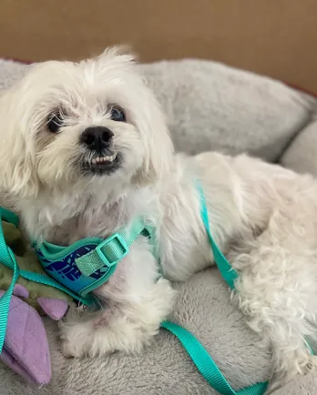 white dog with an underbite