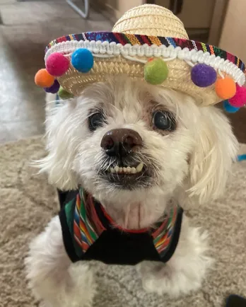 white dog with underbite and sombrero