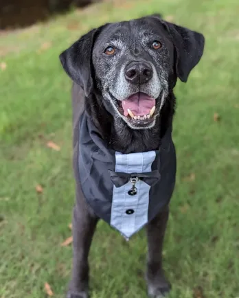 handsome black dog in tuxedo