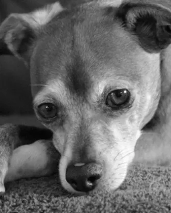 grey and white chihuahua