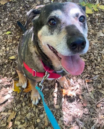 smiling grey-muzzled dog