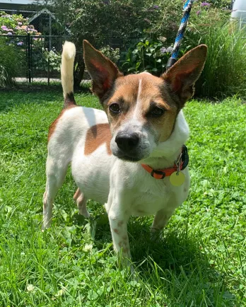 terrier mix in grass