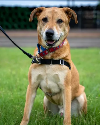 reddish tan dog