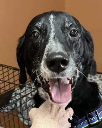 black and white old dog