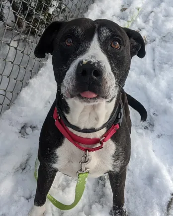 black and white dog in the snow