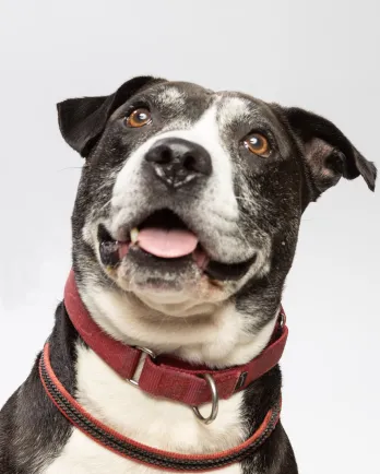 black and white dog face 