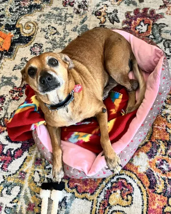 beige chihuahua-type dog in bed