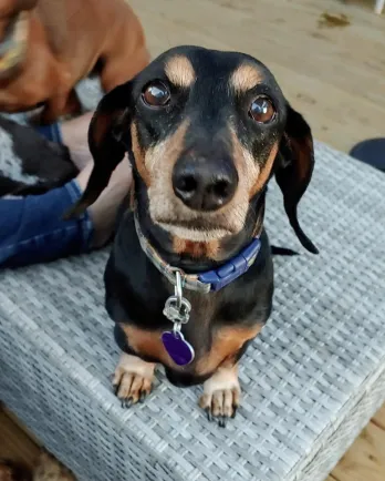 black and tan dachshund