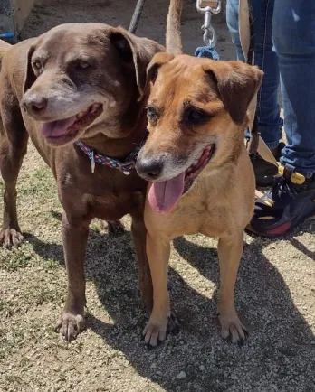 two brown dogs