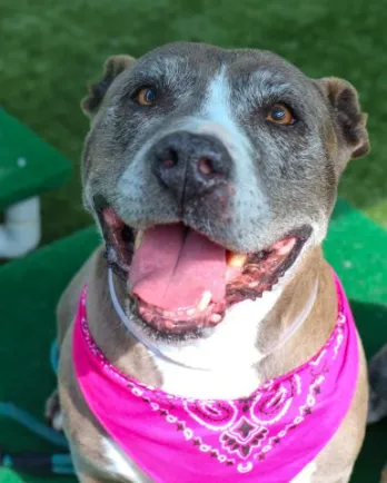 smiling pit bull terrier