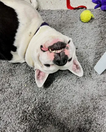 white pittie upside down