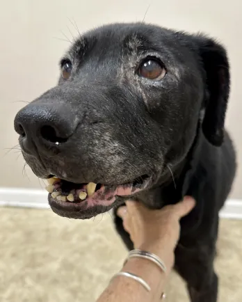 black lab