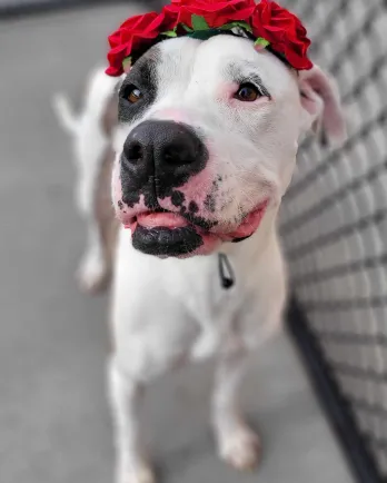 white dog with brown spots wearing red flower crown