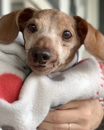 grey-faced dachshund wrapped in blanket