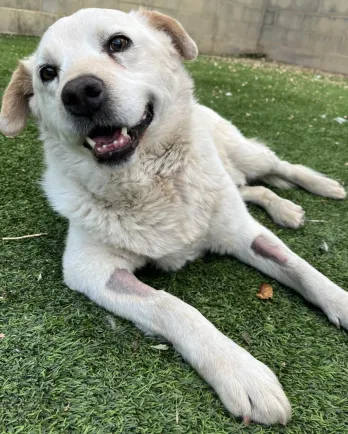 happy white dog laying in the grass