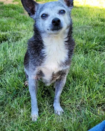 grey and black chihuahua