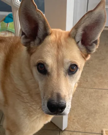 tan dog with pointy ears