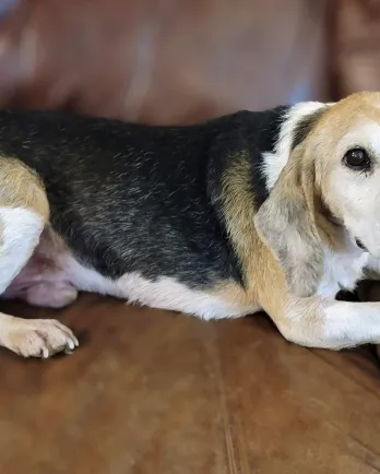 beagle on the couch