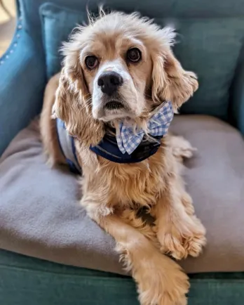 cocker spaniel with bowtie