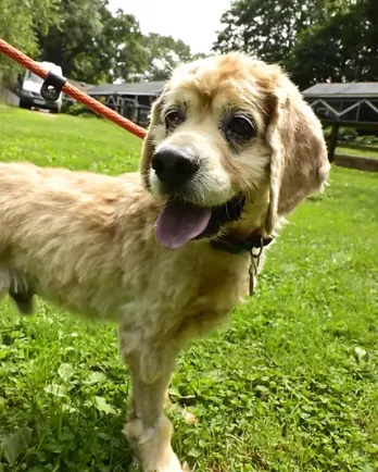 spaniel mix