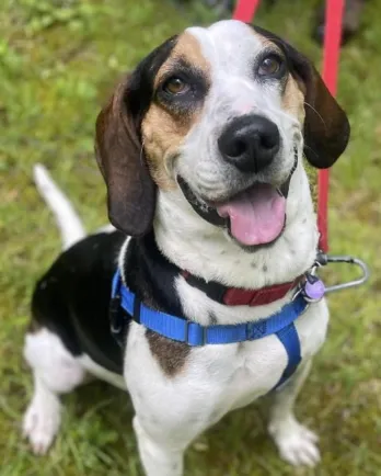 hound mix smiling