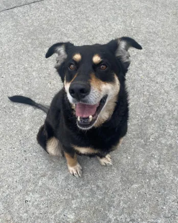 black dog smiling outside