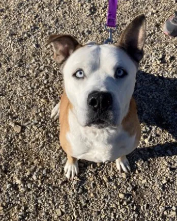 brown and white dog with purple leash