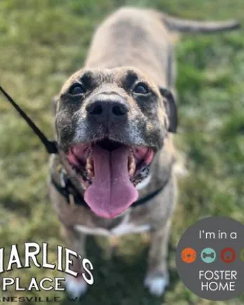 grey and white dog with foster home logo