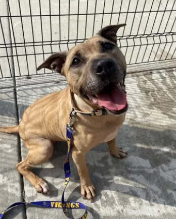 brown dog smiling