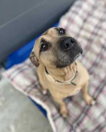 brown dog giving puppy eyes to the camera