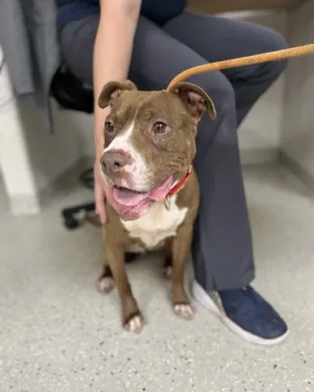 brown pitbull dog