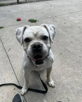 white american bulldog outside