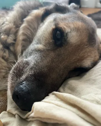 brown and black dog laying down