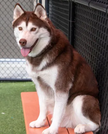 white and brown husky dog