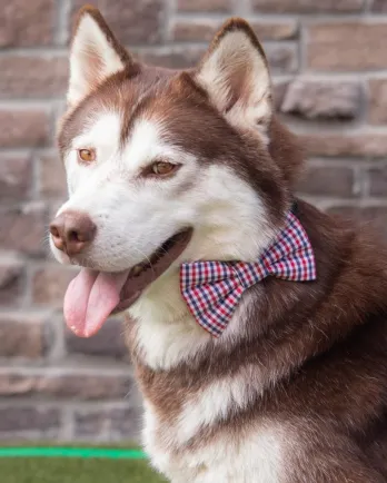 husky wearing bowtie