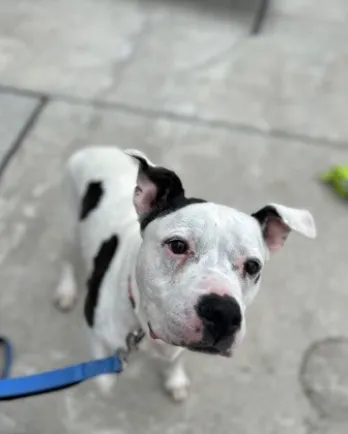 white and brown terrier on leash