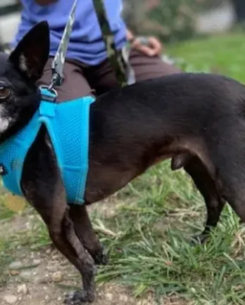 black chihuahua with blue harness