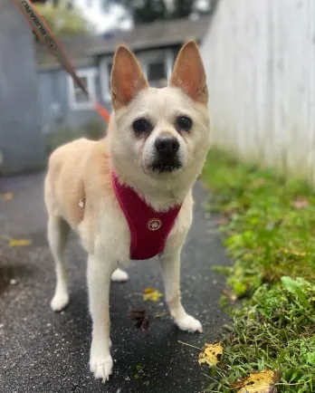 small white dog with red harness